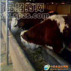 供应寻求合作牛种牛 肉牛 杂交牛犊
