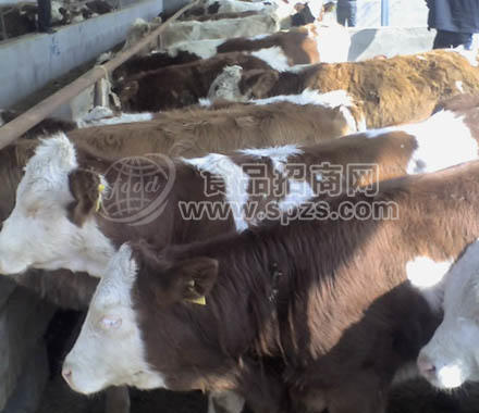 西门塔尔肉牛