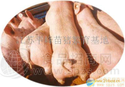 出售10-50公斤良种苗猪