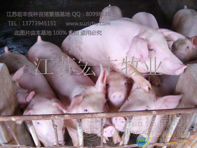 急售长白 三元苗猪