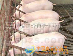 常年销售优质瘦肉型杂交三元，杜洛克等苗猪