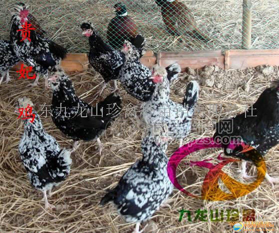广东贵妃鸡苗