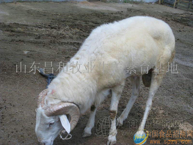 杜泊绵羊
