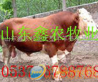 鑫农牧业供改良肉牛犊