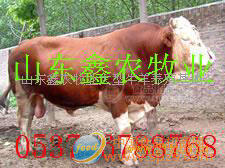 鑫農(nóng)牧業(yè)供改良肉牛犢