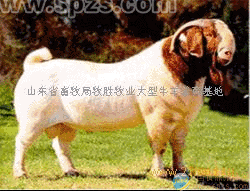 波尔山羊杜泊绵羊小尾寒羊