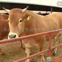 肉牛品种
