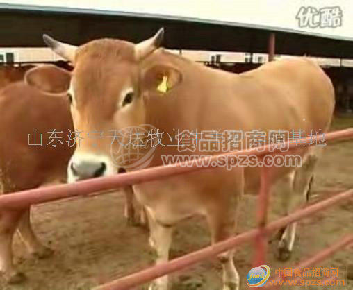 肉牛品种