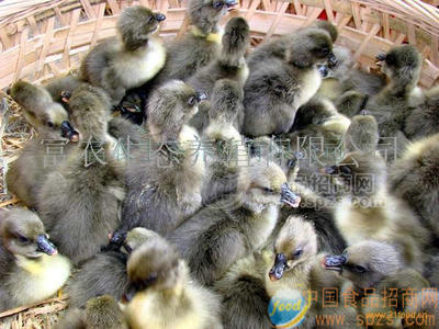 大种鹅苗