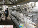 和福乳鸽养殖场