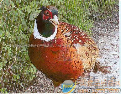 遂宁七彩山鸡（脱温苗）