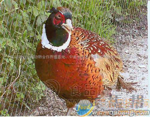 遂宁七彩山鸡（脱温苗）