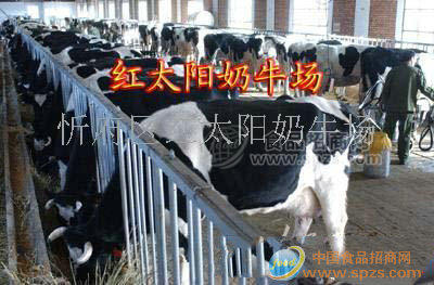 高產(chǎn)奶牛