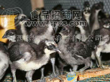 绿壳蛋五黑鸡