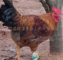 橘园散养粮食土鸡