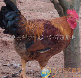 橘园散养粮食土鸡