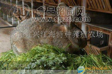 供应特种野兔