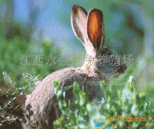 野兔养殖