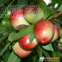 供應(yīng)陜西大棚油桃，金太陽(yáng)杏基地，產(chǎn)地