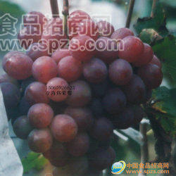 供应大量供应各种优质葡萄苗