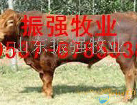育肥肉牛犊