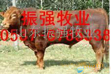 育肥肉牛犊