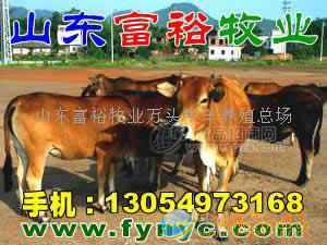 奶羊、種羊、波爾山羊、小尾寒羊