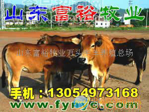奶羊、种羊、波尔山羊、小尾寒羊