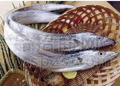浙江特产钓带鱼段