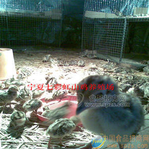 美国七彩山鸡鸡苗