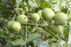 薄殼核桃
