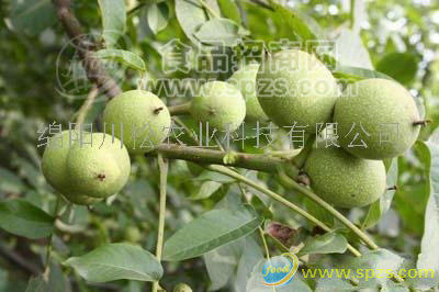 薄殼核桃