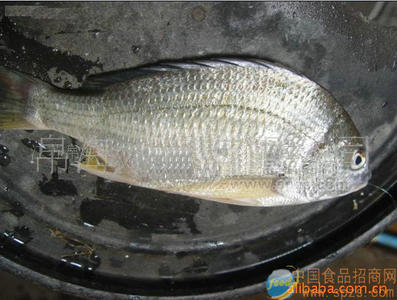 冰鮮真鯛魚(yú)