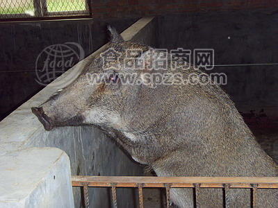 供应野猪，野猪肉