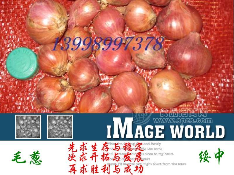 供應(yīng)顆粒飽滿毛蔥（綏中0