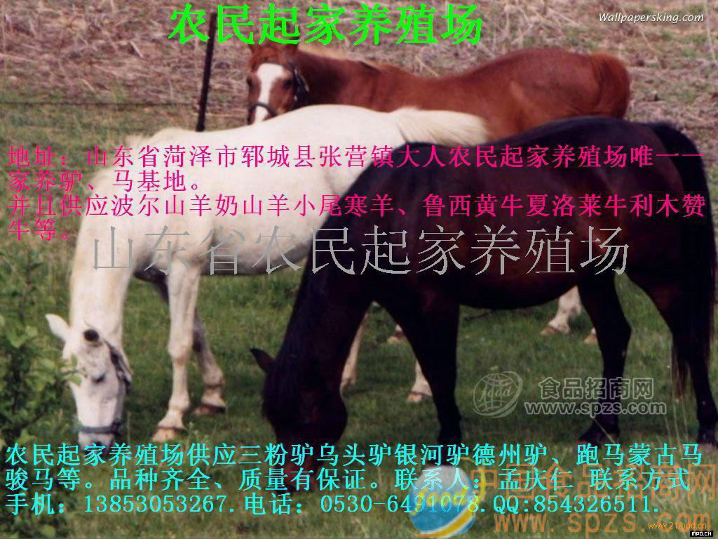 供应宝石眼马