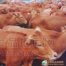 供应肉牛养殖场山东万信牧业肉牛养殖 菜牛养殖