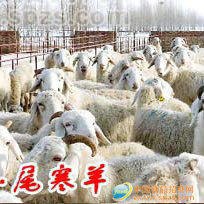 波尔山羊育肥羊杂交羊小尾寒羊白山羊