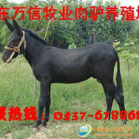 肉驴 德州驴 杂交驴 改良驴