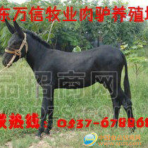 供应肉驴 德州驴 杂交驴 改良驴