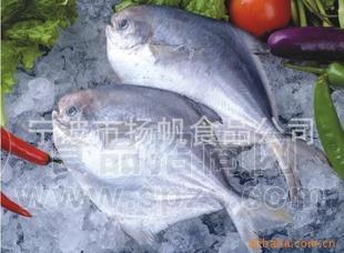 经销肉厚刺少味佳营养丰富鲳鱼