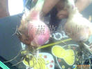 太平蔬菜基地