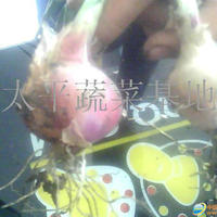 毛葱