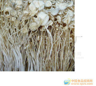 白金針菇干品