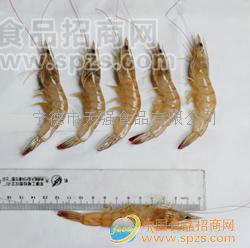 南美對蝦/White Shrimp