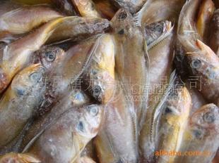 塊凍小梅魚5kg/箱 