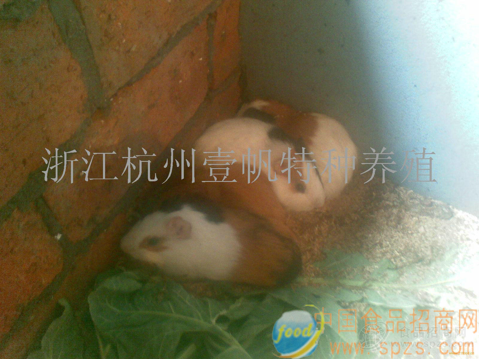 肉用黑豚