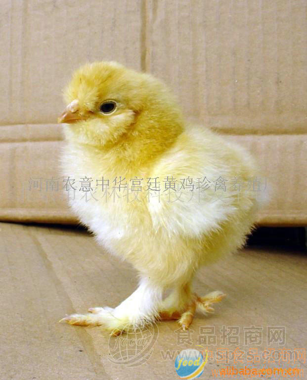 山西宫廷黄鸡