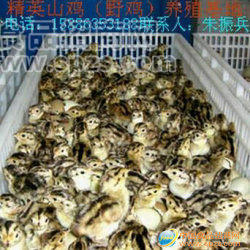 供應(yīng)供應(yīng)大批優(yōu)質(zhì)山雞苗