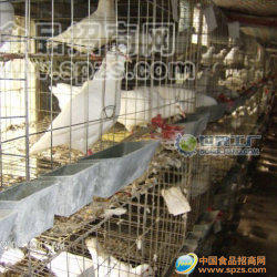 供应落地王 白羽王 良田王大白鸽种鸽